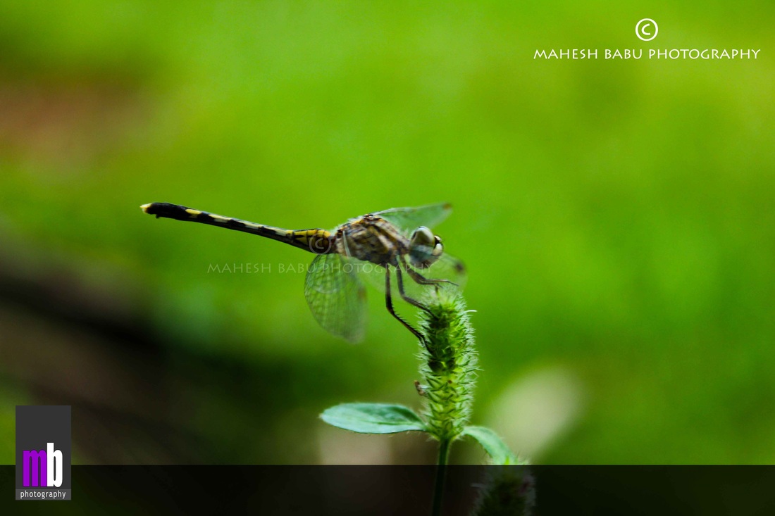 Nature inspires, Man invents - Mahesh Babu Photography